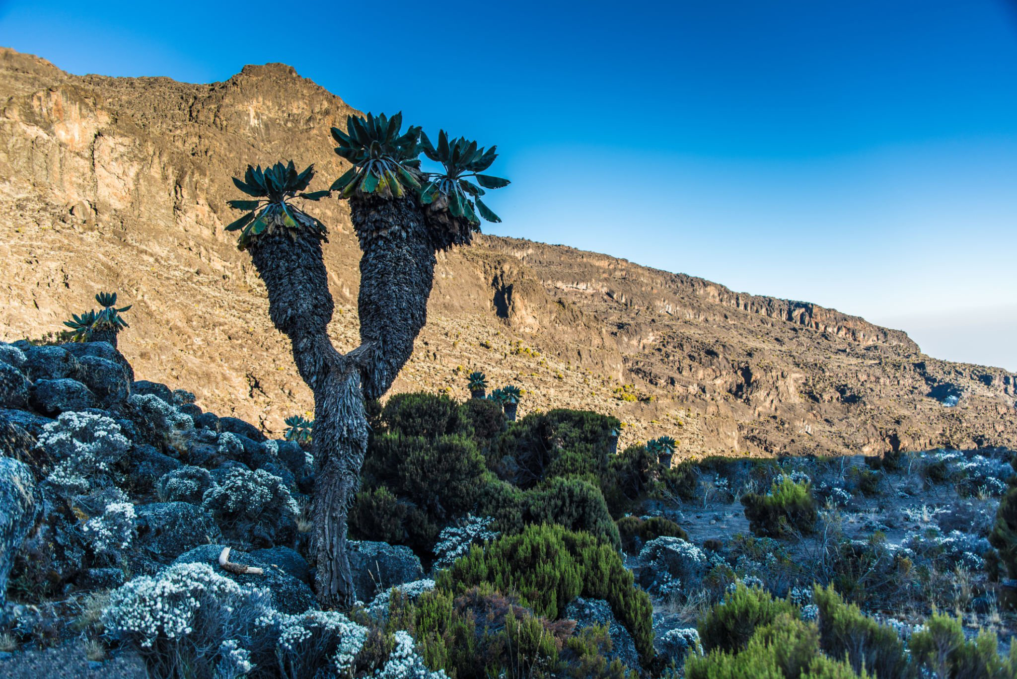 machame.jpg