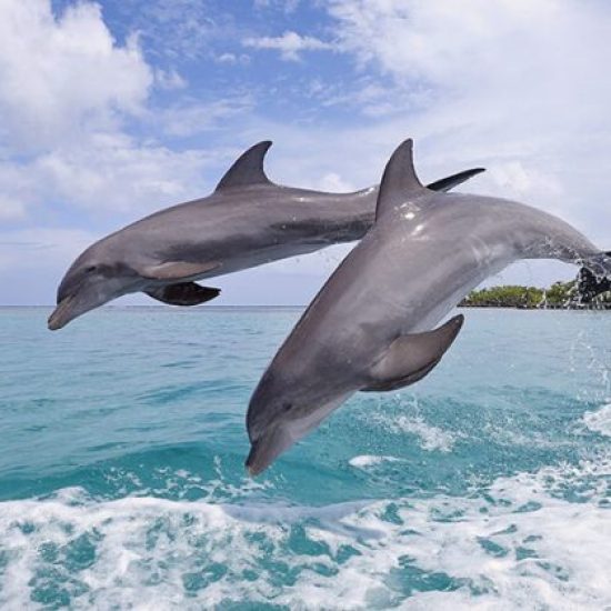 Dolphin-Watching-in-Kizimkazi1-qxe0nrul2sjc3lbtoarhkkm1cszkdtds17avvowh9k.jpg