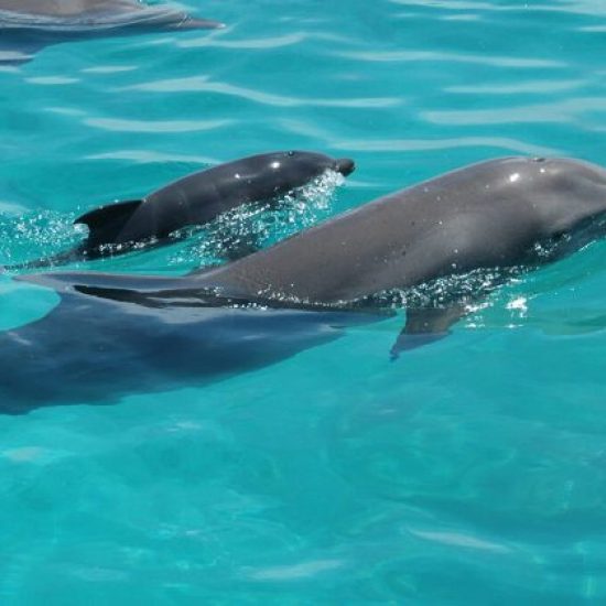 Dolphin-Watching-in-Kizimkazi2-qxe0ntq9gglwqt93dbkqpk4yjkqat7l8pgluu8tox4.jpg