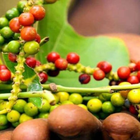 Spice-Plantation-Tours1-qxe0o26t5yxhnawszx8du003w1klqhitqmh85qh5d4.jpg