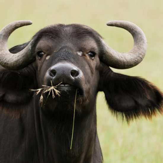 "Portrait of an african buffalo in the Serengeti, Tanzania."